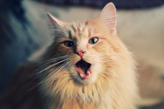 南方与北方,贝林厄姆的爆发与利物浦的苏格兰寒流