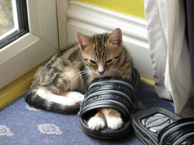 开云体育官方网站-中场魔术师降临！卡马文加节奏掌控如交响指挥，塞内加尔轻取摩纳哥