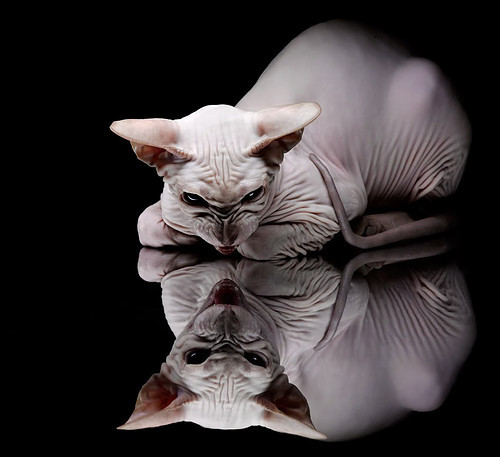 阿根廷VS尤文,当蓝白风暴遭遇斑马军团,本泽马如何在巨大舞台上绽放光芒?