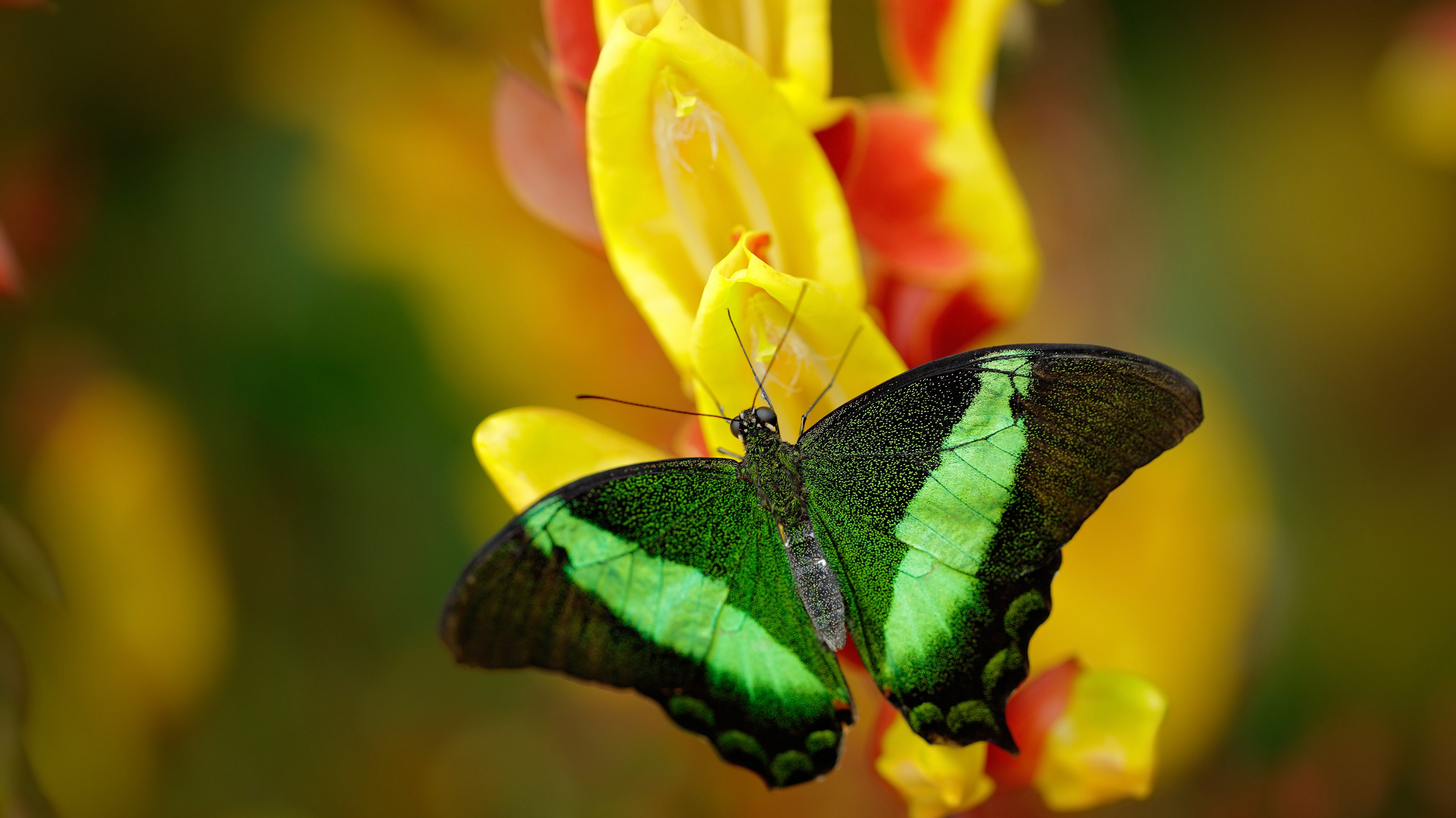 开云官网-双线奏凯，日本球员战术纪律横扫多特，基耶萨锋芒持续撕裂防线