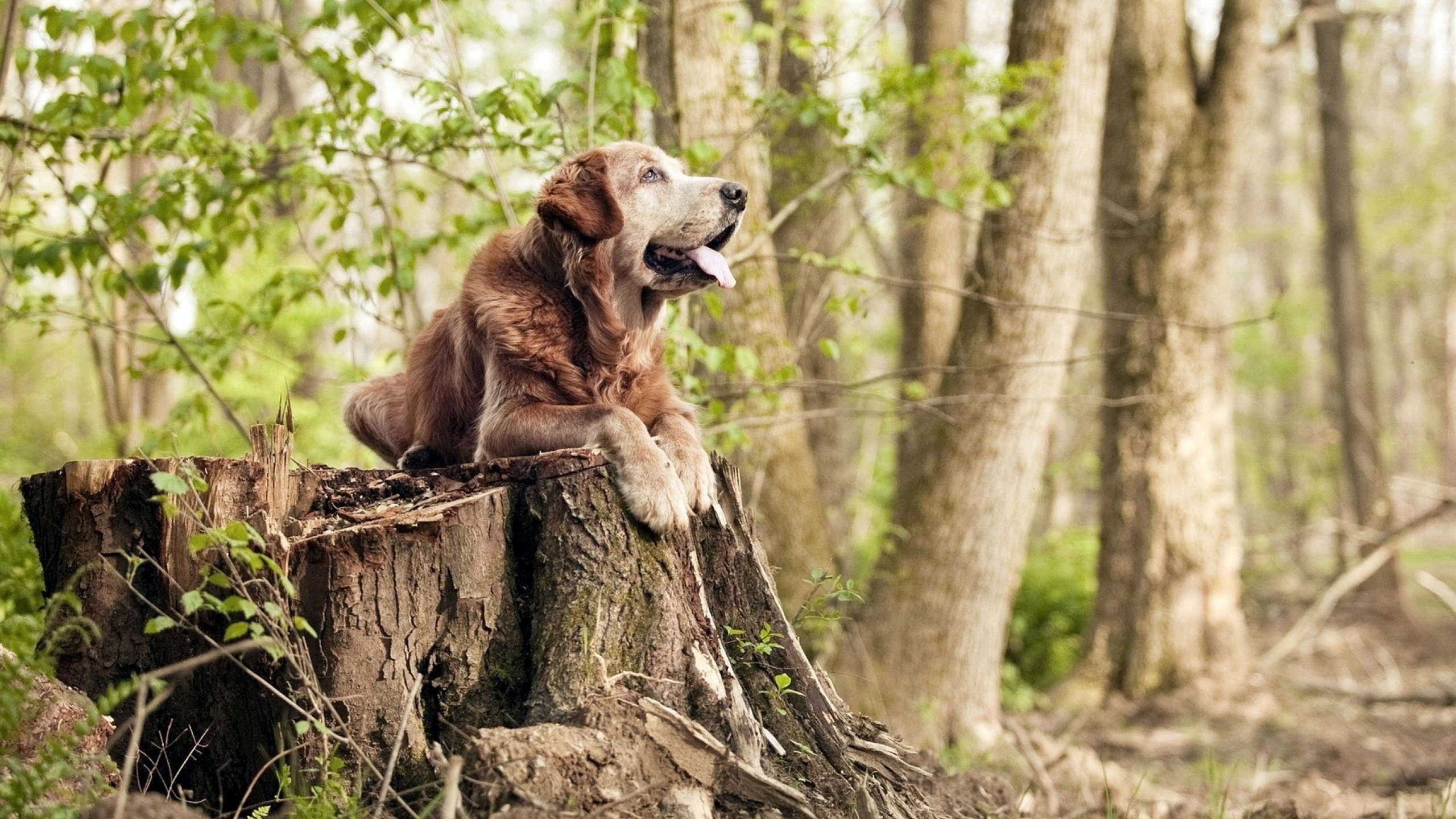 开云体育官方网站-冷雨夜淬炼真金，努涅斯与那个改写赛季的瞬间