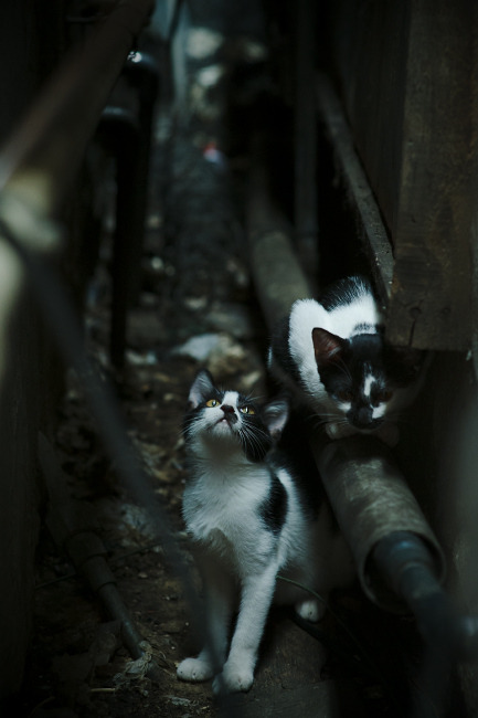 文明交汇的瞬间,澳大利亚加时赛胜爱尔兰,范戴克一锤定音