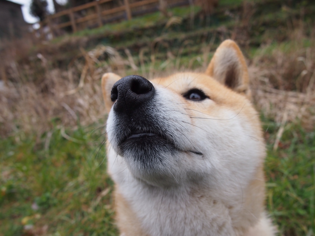 霍勒佳独揽焦点,掘金火力全开连续得分压制吉林队
