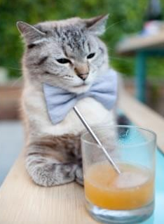 开云体育中国-体育巅峰对决,奥地利足球强势征服瑞士,楚阿梅尼篮球抢七一战封神