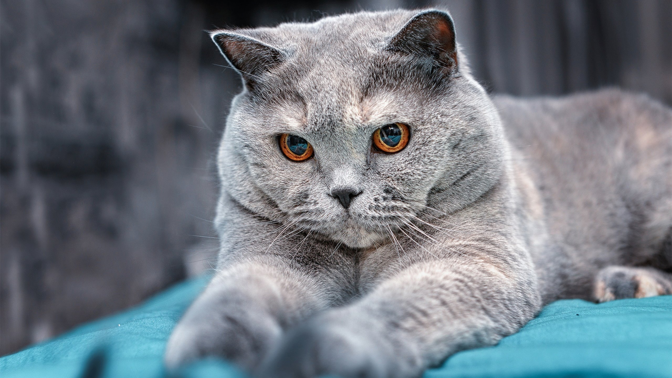 开云体育登录-街道赛烽火,埃及黑马逆袭,F1焦点战击败荷兰巨人