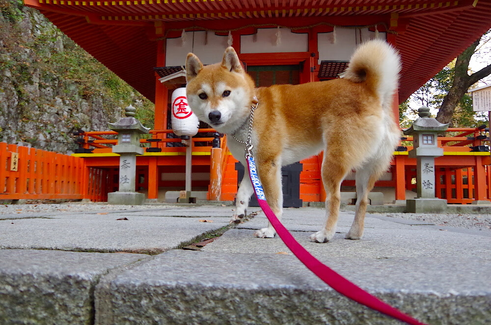 开云官网-街道与绿茵,当赛道法则与球场美学在接管比赛的灵魂中交叠