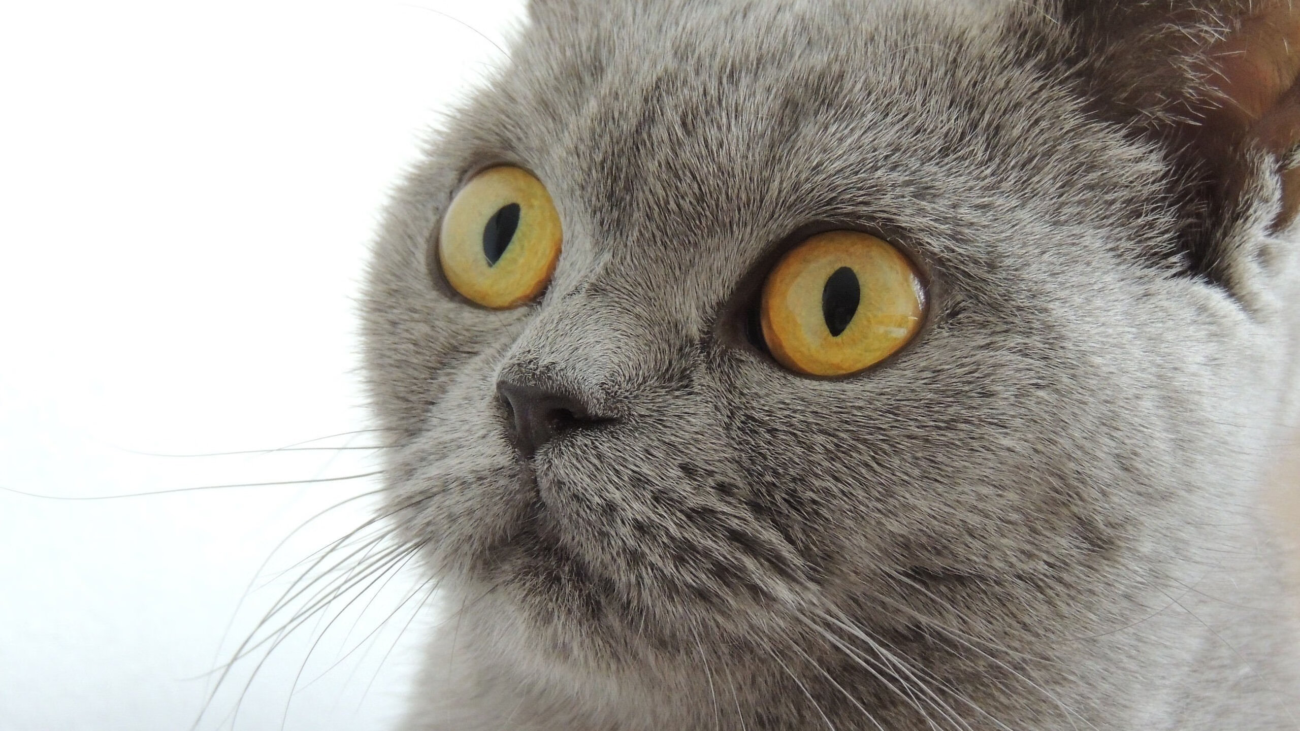 开云体育APP下载-骑士横扫湖人创历史,拉梅洛欧冠决赛主宰赛场,篮球世界的双重震撼