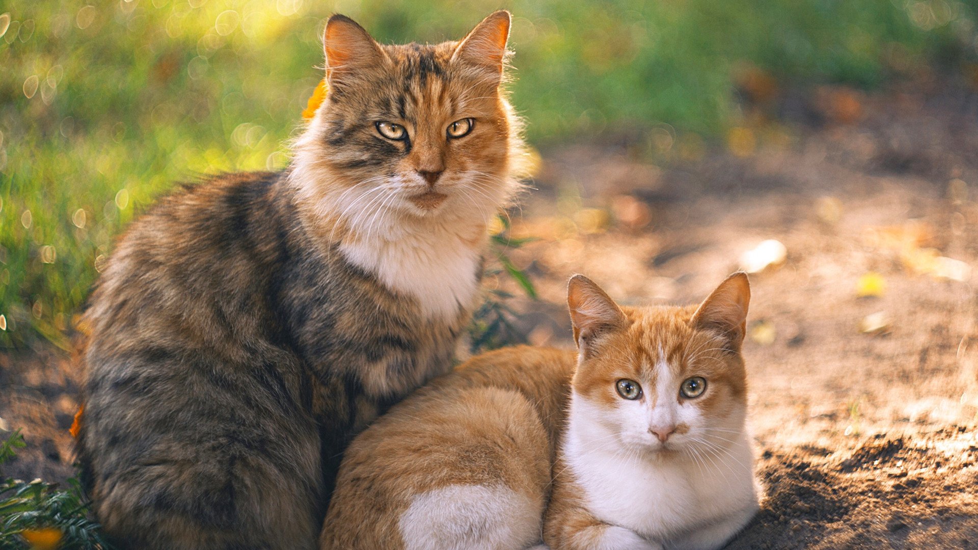 欧冠淘汰赛夜的篮球启示录，当锡安以稳定输出破解胜负谜题