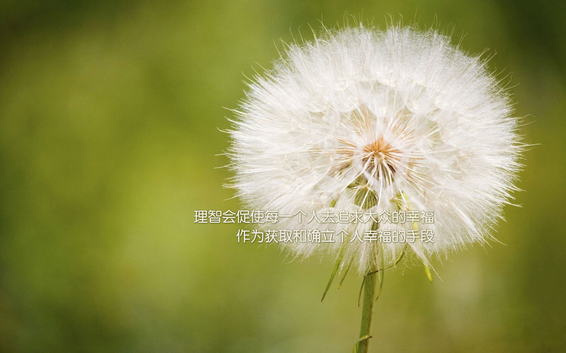 撕裂之翼,贝恩总决赛之夜,向世界证明英雄不必有名