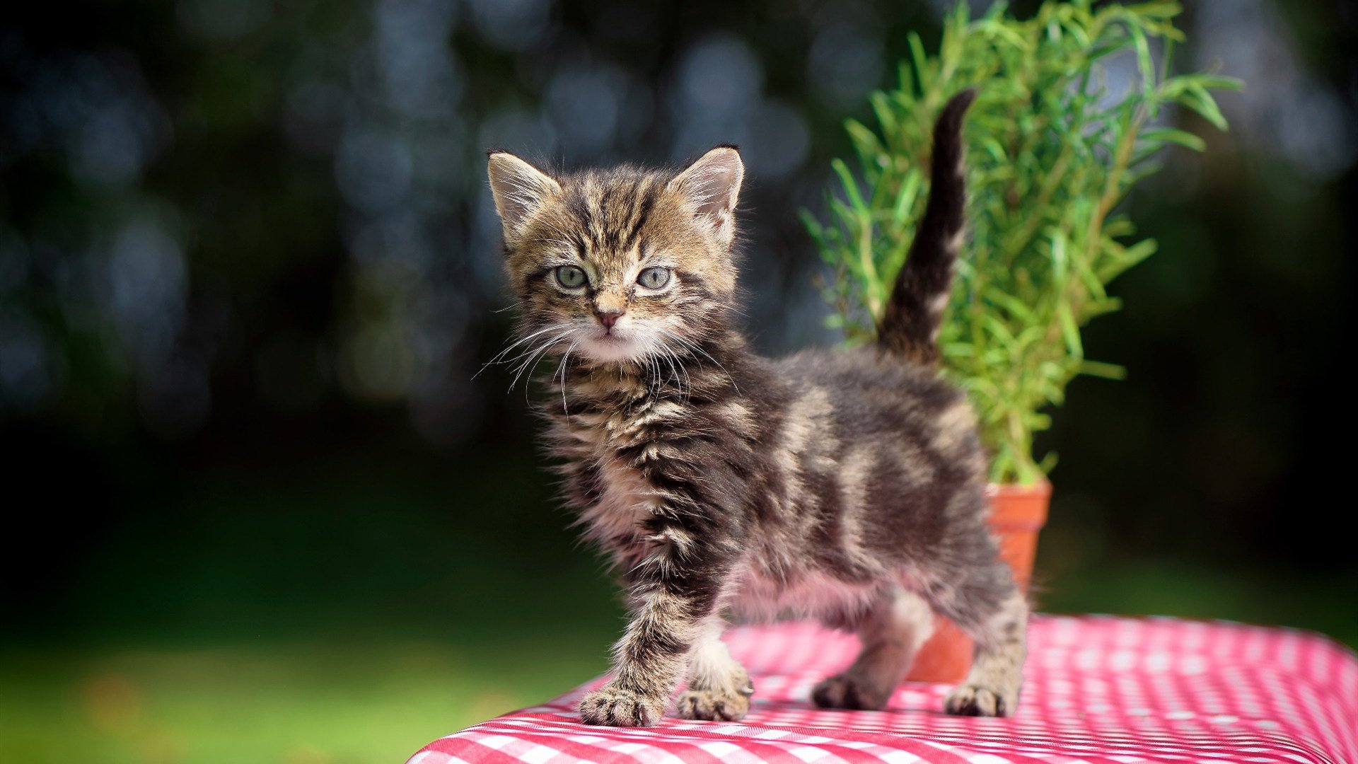 开云下载-铁血防线与关键先生,快船如何用防守哲学锁定胜局