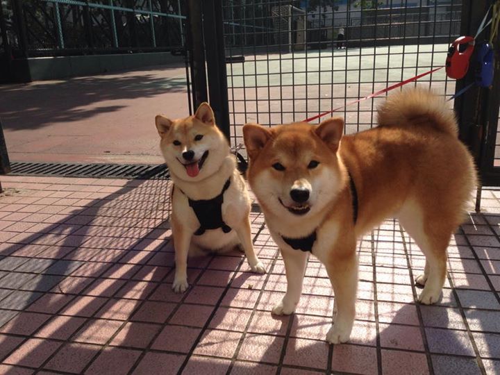 开云APP-钢铁意志战胜天赋之光，猛龙靠防守哲学逆转太阳