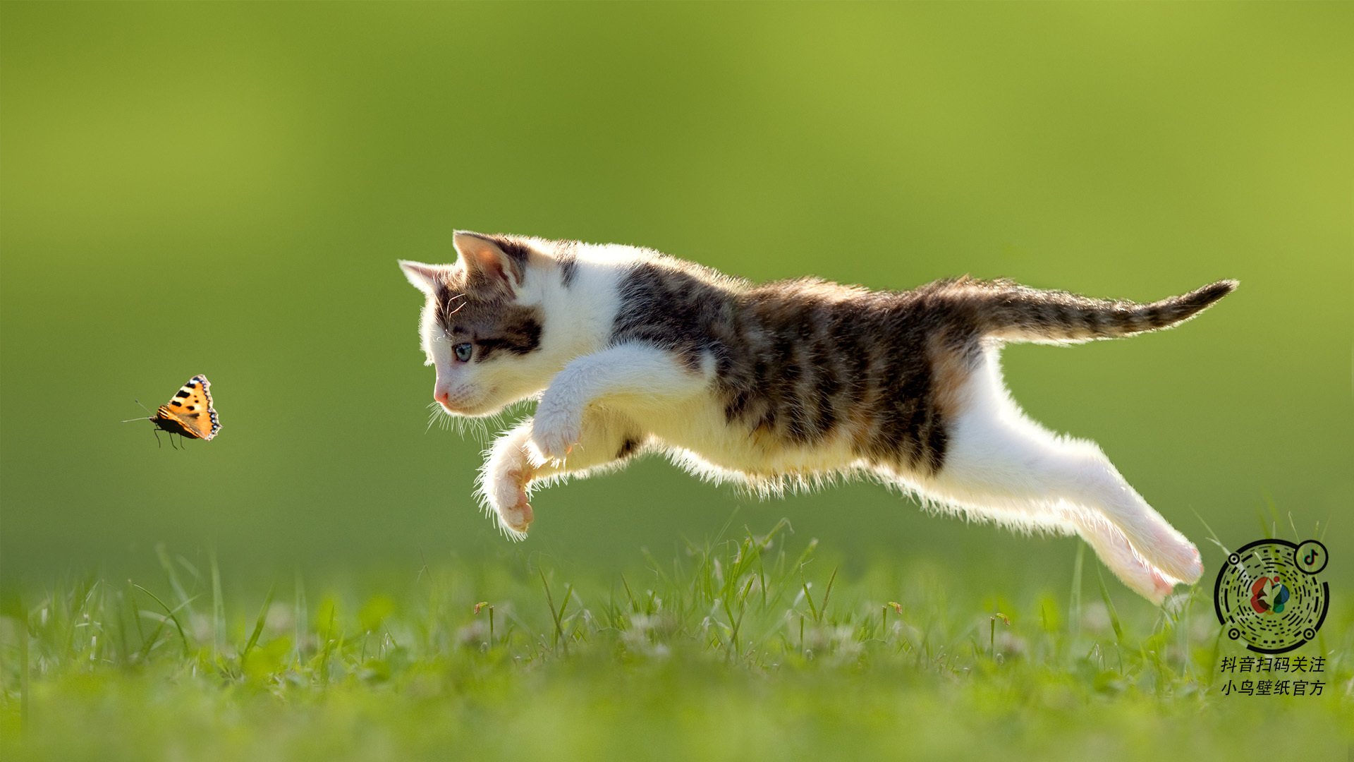 当世界杯哨响时,塔图姆正在另一个赛场加冕