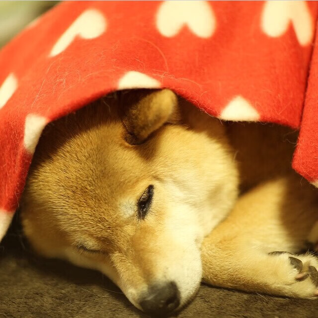 开云体育在线-浓眉神迹！黄蜂刺穿上海防线，主场球迷见证王者诞生